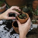 Seasonal Gardening Ideas to Enhance Your Outdoor Space