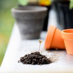 Gardening for Beginners: Tips to Grow a Thriving Garden