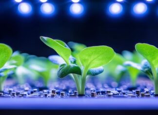 Germination Grow Light for Faster and Healthier Seedlings germination light